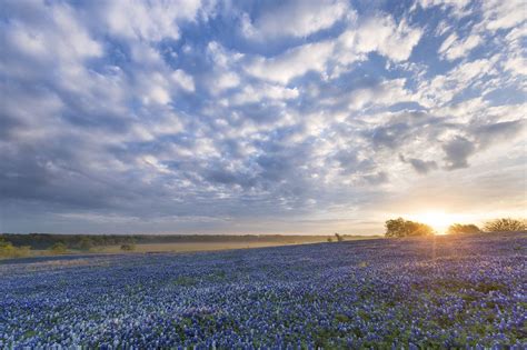 Bluebonnet Sunrise - Ennis, Texas | Sunrise with the bluebonnets this morning in Ennis, TX! Went ...