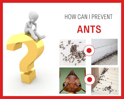 How Can I Prevent Ants?