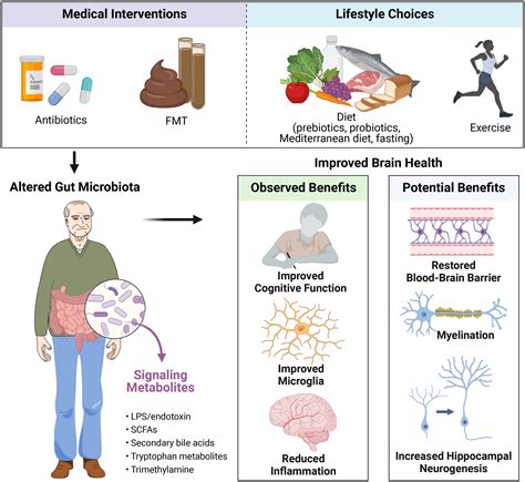 The gut microbiota is an emerging target for improving brain health ...