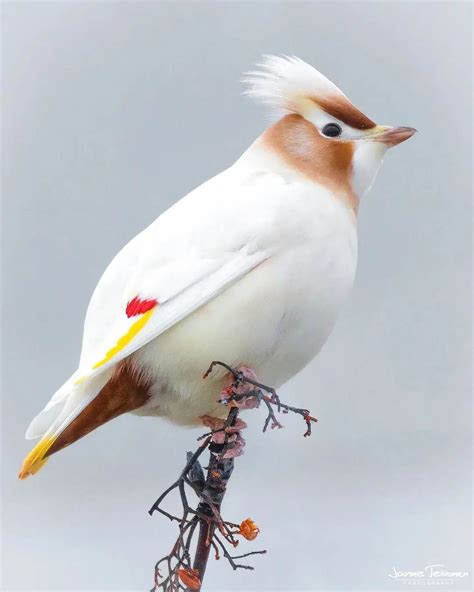 Bohemian Waxwing on Tumblr