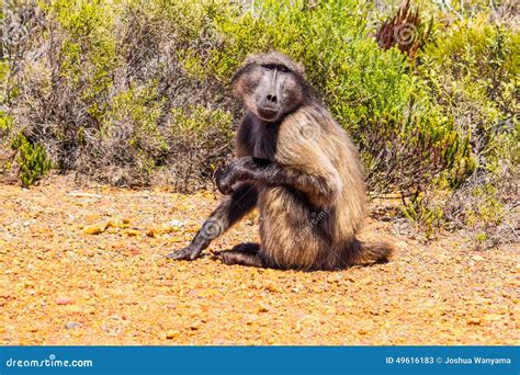 Yellow baboon stock image. Image of animal, nature, wildlife - 49616183