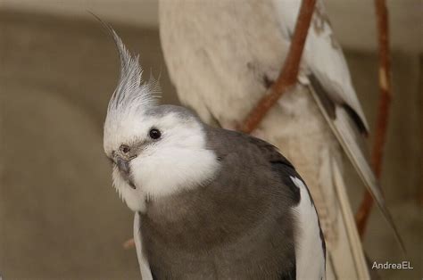 "Wow! - White face Cockatiel! - NZ - Southland" by AndreaEL | Redbubble