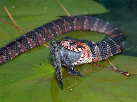 Invasive water snakes may pose risk to California native species ...