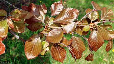 Copper Beech Tree - North American Insects & Spiders