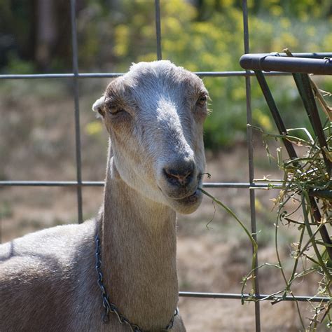 LaMancha Bucks - Capracopia