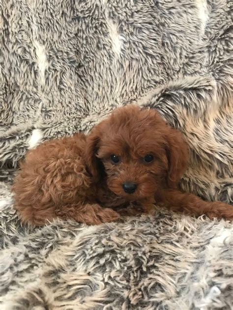 F1 cavapoo puppies | in Emsworth, Hampshire | Gumtree