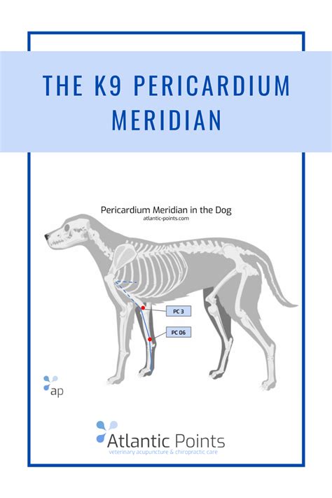 Acupuncture point chart the dog s pericardium meridian – Artofit