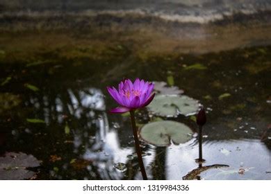 Kerala Lotus Ponds: Over 401 Royalty-Free Licensable Stock Photos | Shutterstock