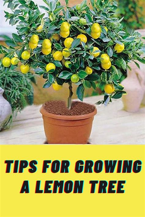 Tips for Growing a Lemon Tree | Growing lemon trees, How to grow lemon ...