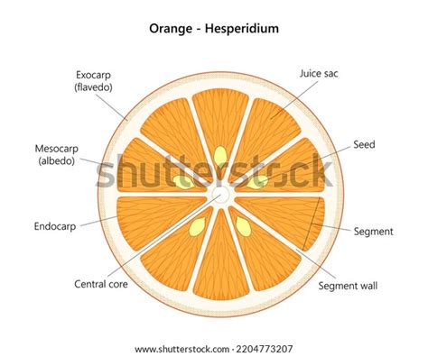 48 Hesperidium Stock Vectors, Images & Vector Art | Shutterstock