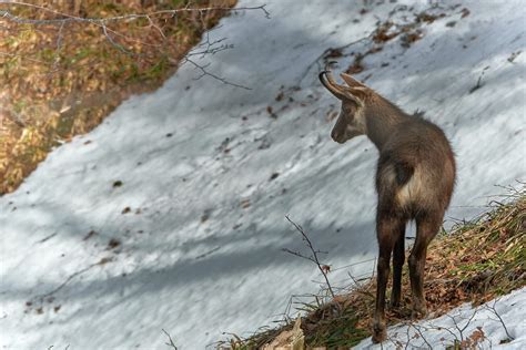 Wildlife of Romania | Untravelled Paths