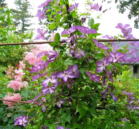 Clematis - One Of The Best Climbing Vines - gardenpicsandtips.com