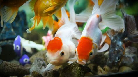 Goldfish Gestation Period: How Long Are Goldfish Pregnant? - Wiki Point