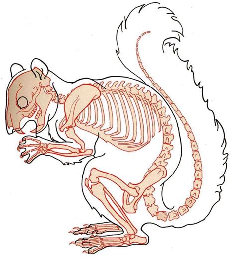 squirrel anatomy - Google Search | Skeleton drawings, Animal skeletons ...