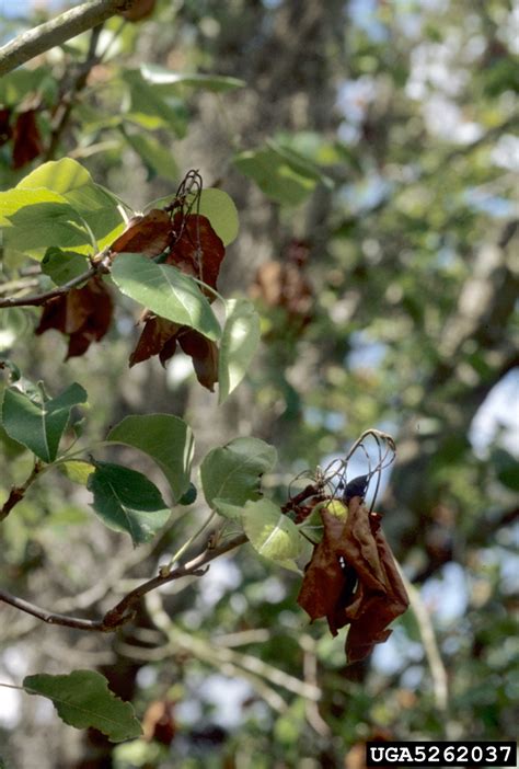 fire blight (Erwinia amylovora ) on Callery pear (Bradford pear) (Pyrus calleryana ) - 5262037