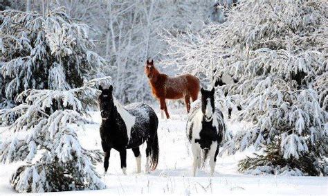 Wild horses in the snow............ | Horses in snow, Horses, Pretty horses