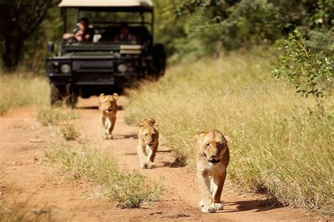 Kruger Tours: The Best South Africa Safari Adventures