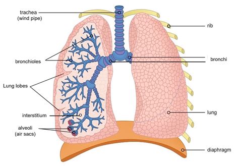 Lung structure