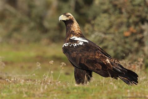 Águila Imperial Ibérica | Wiki Reino Animalia | Fandom