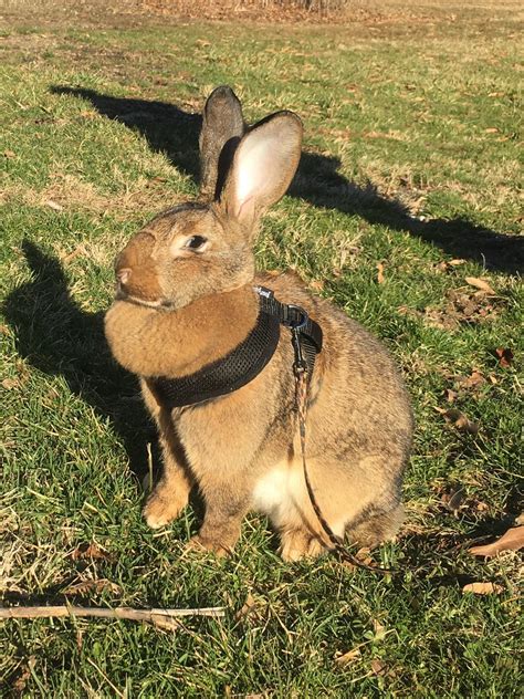 Flemish giant named Clover, enjoying her first time out with a harness. : Rabbits