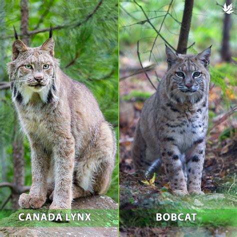 Lynx Vs Bobcat