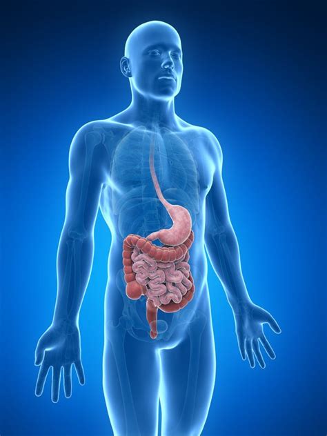 How Your Digestive Health Affects Your Metabolism Including Energy and ...