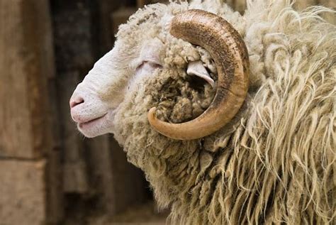 220+ Ram Animal Head Merino Sheep Horned Stock Photos, Pictures ...