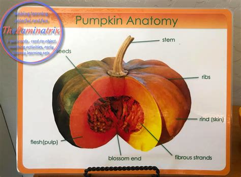 Diagram Of A Pumpkin