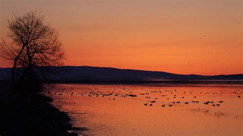 Duck Hunting Season in California: Season Dates, Bag Limits, and More ...