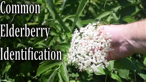 How To Identify Common Elderberry, Sambucus canadensis - YouTube