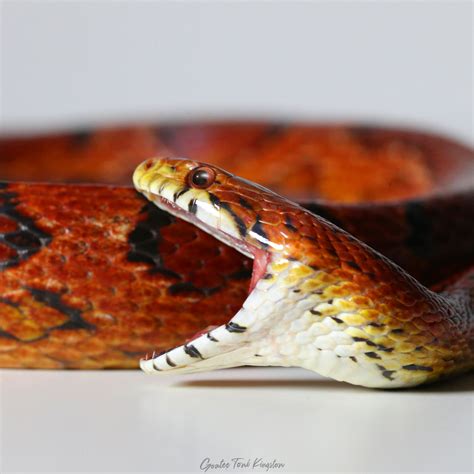 Ouroboros: The Snake That Eats Itself - Home of Toni Kingston