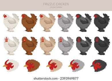 Frizzle Chicken Breeds Clipart Poultry Farm Stock Vector (Royalty Free) 2393969877 | Shutterstock