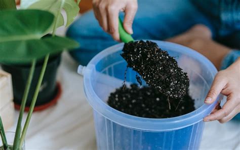 6 Best Potting Soil Brands in 2024: Reviews & Top Picks | House Grail