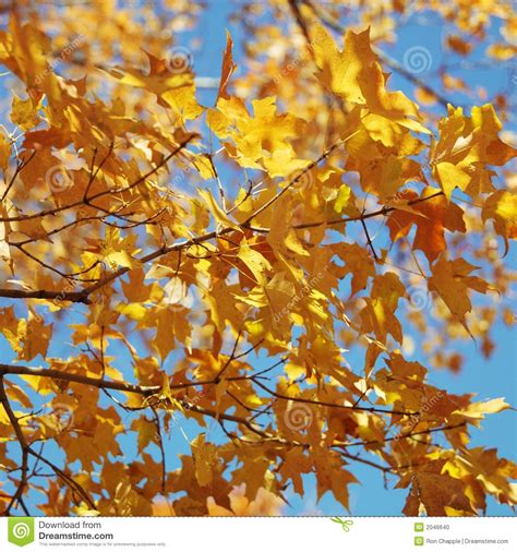 Maple tree in Fall color. stock photo. Image of square - 2046640