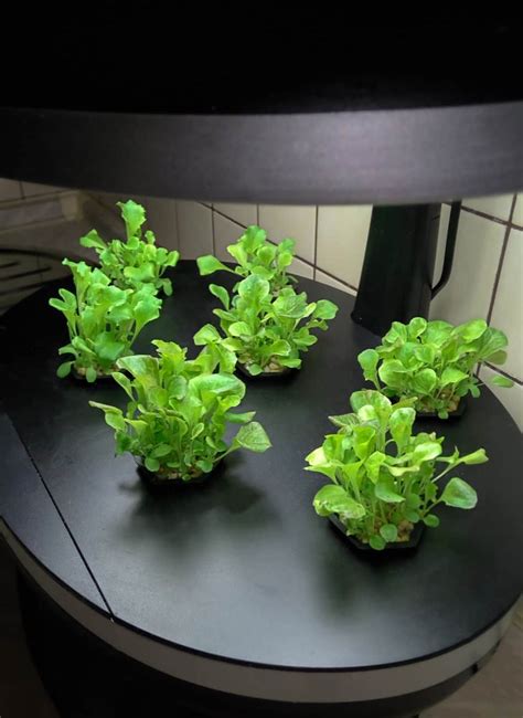 How to Start Aeroponic Vertical Farming: A Step-by-Step Guide for Beginners