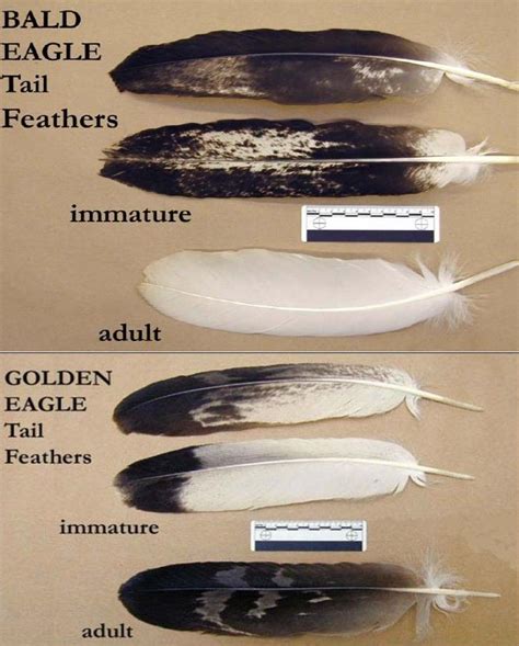 Immature Golden Eagle Feathers