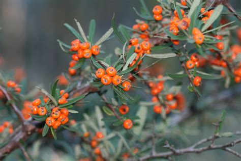 Pyracantha angustifolia (Firethorn) - weed | Firethorn (Pyra… | Flickr