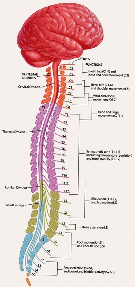 SCI Info | Bryon Riesch Paralysis Foundation