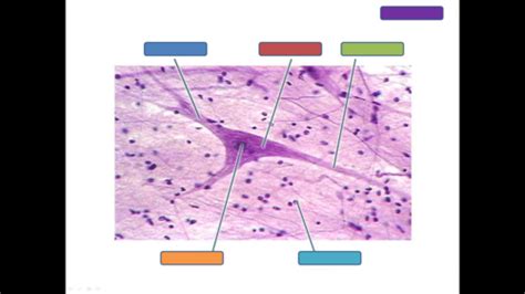 Nervous Tissue Histology Slides Flashcards | Quizlet