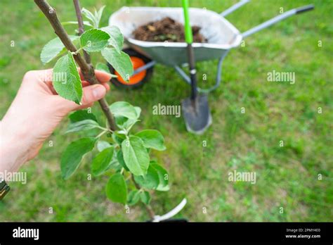 An apple tree seedling in the garden is prepared for planting in the open ground. Fruit tree ...