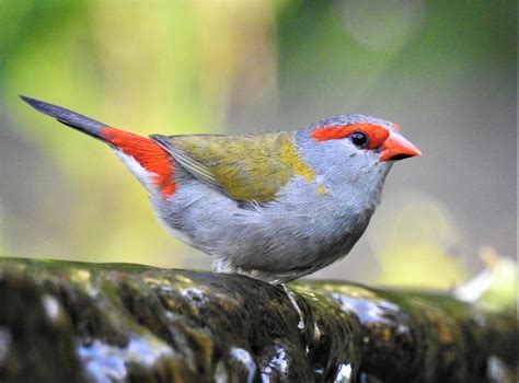 Red-browed finch 2 Photograph by Athol KLIEVE - Fine Art America