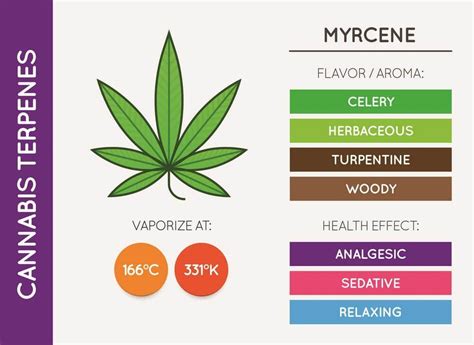 6 Essential Weed Terpenes To Know