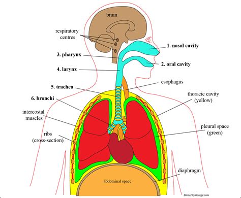 What Is Respiratory System Anatomy - Design Talk
