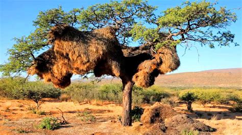 Sociable weaver birds build huge communal nests | Videos