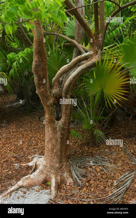 Bursera tree High Resolution Stock Photography and Images - Alamy