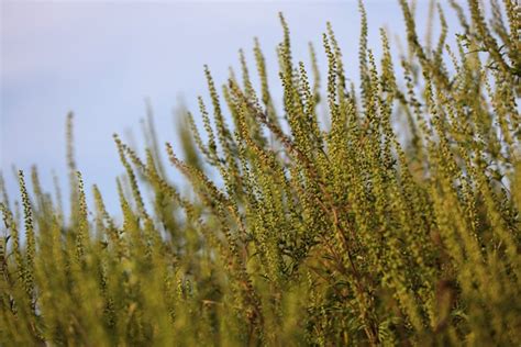 Goldenrod vs. Ragweed: Symbolism, Differences, and Surprising Uses