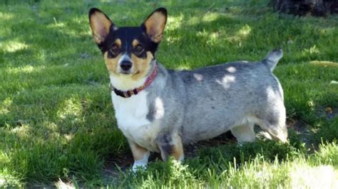 Blue Heeler Corgi Mix (AKA The Cowboy Corgi): Complete Guide