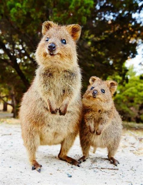 The Quokka, known as the happiest animal in the world, is native to ...