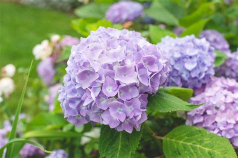 Climbing Hydrangea: Plant Care & Growing Guide