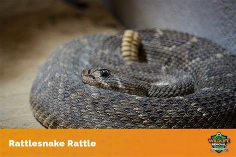 How Many Rattles on a Rattlesnake? - AAAC Wildlife Removal